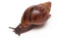 Achatina achatina achatina Nigeria typ 2 juvenil